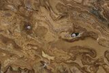 Polished Fossil Stromatolite (Chlorellopsis?) Slab - Wyoming #357276-1